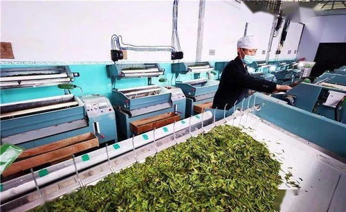 普安供电局 电亮古茶树之乡，服务黔茶第一春