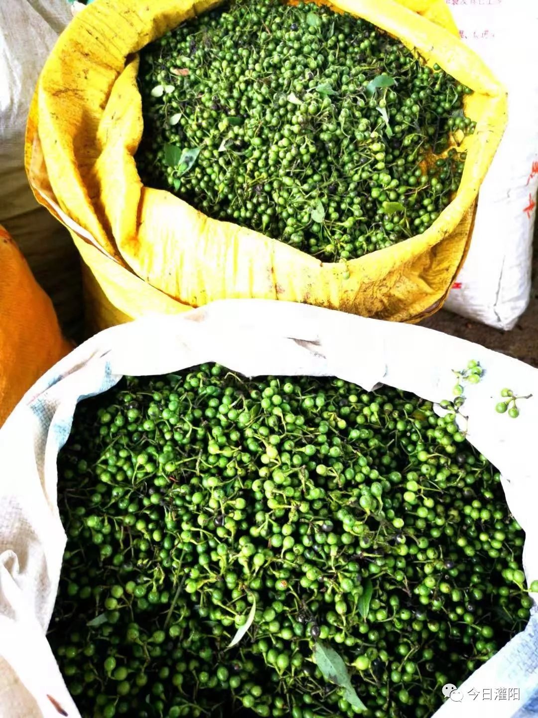 小小山苍子成了脱贫“金果果” 茶叶加工助力乡村振兴