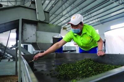 修文县六屯镇 以茶带旅、以旅兴茶、茶旅富民，谱写乡村振兴新篇章