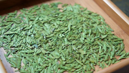 湄潭茶的“质”与“新” 传承与创新中的茶叶加工之道