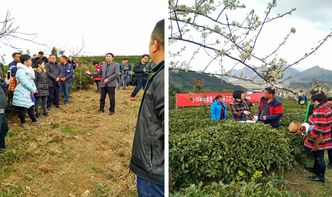 贵定县举办茶叶采摘加工培训，科技赋能茶产业提质增效