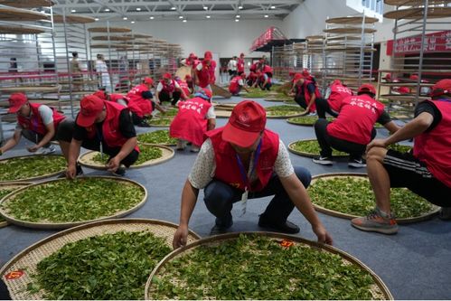 技显匠心，茶韵飘香——第六届全国农业行业职业技能大赛茶叶加工工（精制）赛四川省选拔赛正式启幕