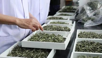 八马茶业与澜沧古茶的上市冲刺 茶叶加工行业面临的重重挑战