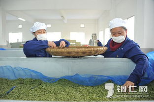 新寨生态茶叶园 以茶兴业，助力乡村振兴