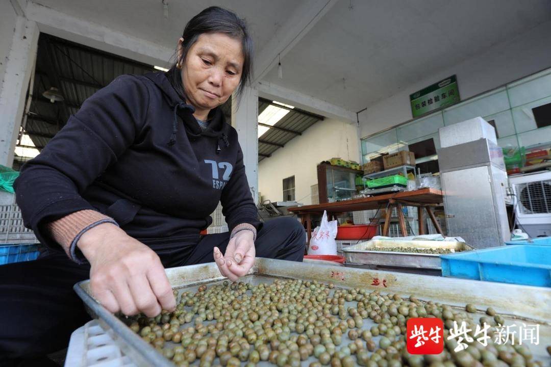 借长三角东风，天长“茶叶加工”跑出加速度